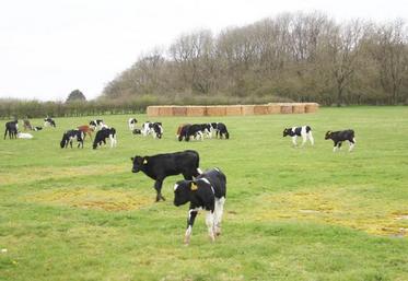 Veaux élevés dehors, croisement de races, regroupement des périodes de vêlages, regroupement parcellaire… sont autant de pratiques mises en place sur l’élevage de Damien Olivier après avoir participé aux voyages d’études pour éleveurs.