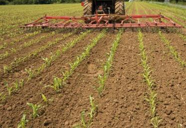 Le passage en plein de l’herse étrille, possible jusqu’au stade 3 feuilles du maïs, ne nécessite ni guidage, ni grande puissance de traction et offre un débit de chantier intéressant.