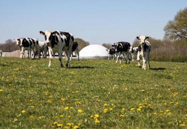 La consommation de cultures dédiées à la méthanisation, notamment ensilage de maïs, est limitée règlementairement à 15% du tonnage entrant dans un méthaniseur.