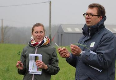 Claire Caraes et David Delbecque ont présenté 13 mélanges
différents sur la parcelle d’essai.
