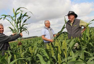 Thierry Maillet (l'homme au chapeau) est un des pionniers de la culture du sorgho grain sur le territoire de la coopérative NatUp dont il est administrateur. « Pas besoin de matériel spécifique pour cette nouvelle culture », apprécie cet agriculteur des Yvelines.