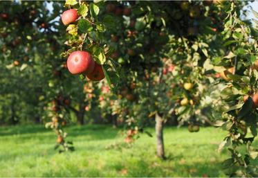 La relance de la consommation est indispensable pour les
producteurs de pommes à cidre.