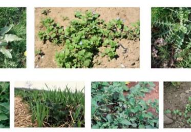 De gauche à droite 1ère rangée : rumex, véronique, chardon.
2e rangée : datura, repousses de graminées dans des fraises sur paillage, morelle, mouron.