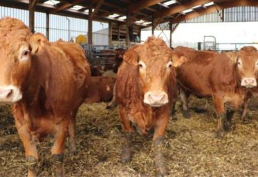 La ferme de la Longchanterie, à Saint-Pierre-en-Auge, écoule toute sa production bovine et de volailles en vente directe. Les éventuels excédents sont transformés en plats préparés.