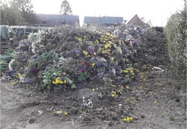 La production de cinéraires et chrysanthèmes pour les Rameaux ont été détruits, suite à l’annonce du confinement.