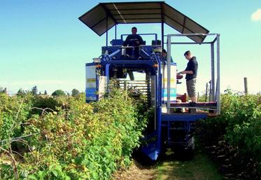 Concernant le travail, les framboisiers s’apparentent
à des vignes.