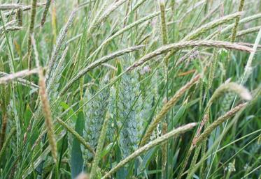 Forte infestation de vulpins dans une culture de blé tendre.