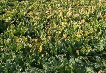 Les semences de betteraves enrobées de néonicotinoïdes
interdits depuis 2018 sont réautorisées pour faire face au
virus de la jaunisse.