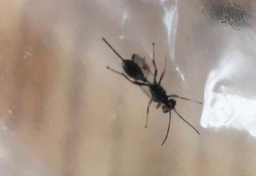 Une femelle reconnaissable a sa tarriére qui servira à introduire l’oeuf de sa progéniture dans la larve du  coléoptère.