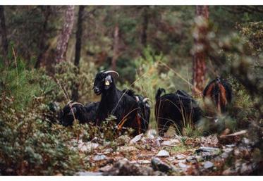 Les activités pastorales et agricoles, créant des discontinuités de
végétation, jouent le rôle de pare-feu protégeant la forêt