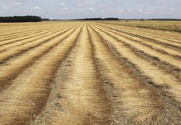 Champ de lin textile fauché.