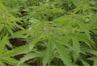 Les essais de chanvre
de Henri Pomikal depuis 2019, d'abord sur 300 m2, puis 4
hectares