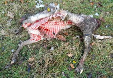 A chaque loup son morceau préféré : le cœur, les poumons, les viscères, l’épaule droite, voire la gauche. Il s’attaque principalement aux grands cervidés, aux chevreuils, aux lièvres ou aux sangliers mais en meute. « Le loup se tape ce qu’il y a de plus facile », comme le mouton ou le veau, mais pas les volailles enfermées la nuit et trop proches de l’humain ou du chien.