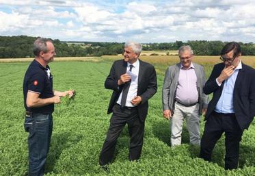 La production de lentilles est en test dans le département de l’Eure.
