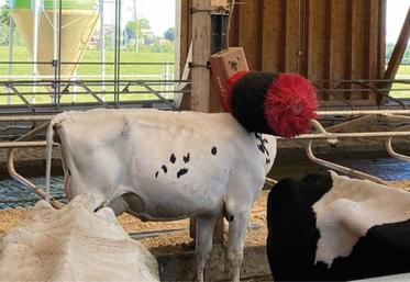 La Commission européenne va s’atteler dans les mois qui viennent à la révision des normes sur le bien-être animal.