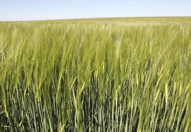 Parcelle d'orge de printemps