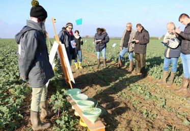 Le test Berlèse consiste à faire sécher les parties aériennes du colza (rosette coupée au niveau du collet) au-dessus d'une bassine d'eau savonneuse. Les larves d'altises vont tomber dedans. Il reste à les compter pour estimer leur population au champ.