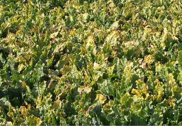 Jaunisse virale sur culture de betterave sucrière.