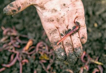 Un vers de terre pond un à trois oeufs toutes les trois semaines. Un oeuf donne deux à huit vers de terre.