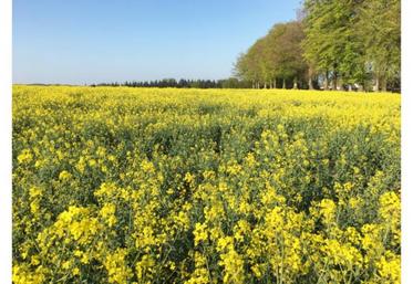 Avril et DSM associent leur savoir-faire pour développer un projet de création d’une nouvelle filière dédiée à la protéine de colza pour l’alimentation humaine.