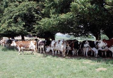 Les vaches qui pâturent doivent avoir un accès à l’ombre, d’où l’intérêt de conserver des haies.
