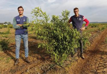 Rodolphe et Baptiste Lerdu ont planté seize hectares de bambou alimentaire.