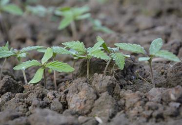 Plantule de chanvre.