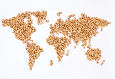 21 Mt de blé et 5,6 Mt d'orges ont été expédiées vers des pays tiers.