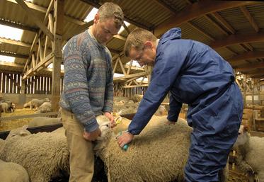 Afin d'éviter une résurgence de FCO dans les élevages, il est recommandé de vacciner.