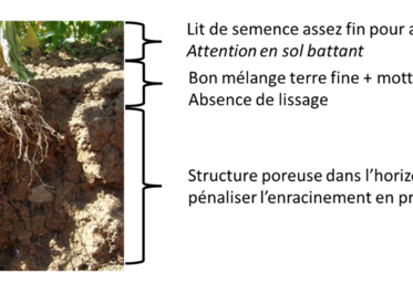 Schéma : structure sol et système racinaire.