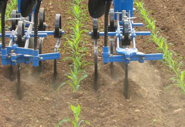 Désherbage mécanique du maïs à la bineuse.