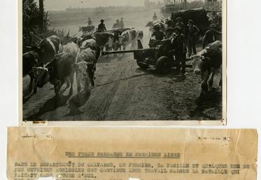 Malgré l'Occupation, le travail continue dans les exploitations agricoles. Réf. "Une ferme normande en première ligne" durant la bataille de Normandie, 1944. AD14, 2Fi/693