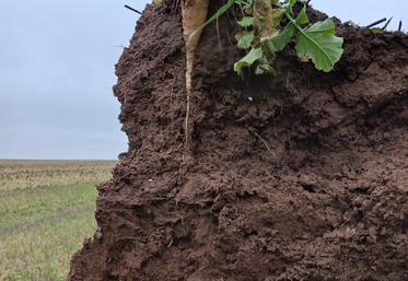 Restituer la matière organique, savoir diagnostiquer les problèmes et réparer dans de bonnes conditions seront les principaux messages de l'atelier consacré à la matière organique des sols