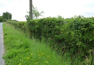 Le non-respect de l'interdiction de taille entraîne une réduction de 3 % sur le montant des aides de la PAC.