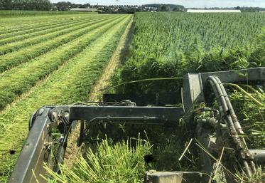 Fauchage du chanvre textile : une nouvelle technique à maîtriser.