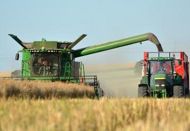 Les tiges de colza non matures peuvent entraîner des pertes importantes lors du battage.