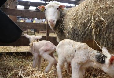 "Il y a moins de 95 000 brebis en Normandie", relate Charles Pillet, animateur Inn'ovin en Normandie.