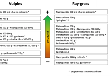 Synthèse des efficacités sur vulpins et ray-grass des applications au semis (essais de Terres Inovia).