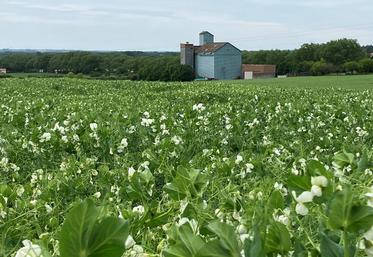 Le pois une culture essentielle pour répondre aux objectifs de souveraineté protéique 