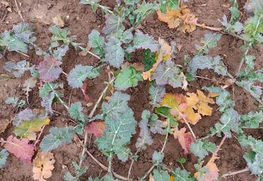 Pour l'apport d'azote en végétation à l'automne sur colza, il faut respecter des conditions agronomiques strictes.