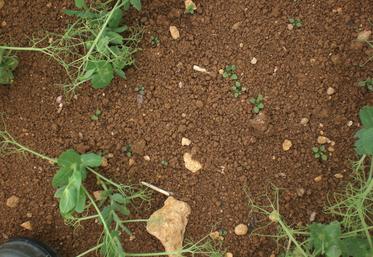 Dicotylédones émergentes sur pois d'hiver.