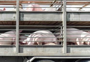 Les professionnels du secteur porcin s'inquiètent des impacts d'une nouvelle réglementation sur le transport des animaux.