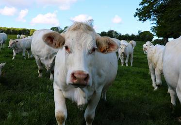 L'année 2024 a apporté un motif de satisfaction pour les éleveurs de bovins : la remontée des cours. 