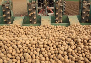 La production mondiale de pommes de terre a augmenté de 50 % au cours des 60 dernières années.