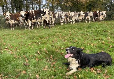 Le chien a été domestiqué par l'homme il y a plus de 15 000 ans et aujourd'hui encore il est un allié précieux pour les éleveurs et leurs troupeaux.