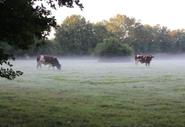 Le territoire normand compte 765 400 vaches, soit 11,14 % du cheptel national. La Normandie, c'est 14,78 % du tonnage gros bovins produits, en deuxième position derrière les Pays de la Loire. C'est aussi 11,20 % du tonnage national de gros bovins abattus.
