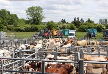 En 2024, la Sicamon enregistre 6 000 ventes de bovins (viande et maigres) et 9 000 ventes d'ovins. Les animaux apportés sont "garantis d'herbage quinze jours et indemnes de BVD", liste Nicolas Séchet.