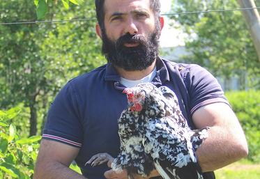 La poule de Gournay pond 1/3 d'œufs en moins qu'une pondeuse, elle mange plus mais la valorisation de sa carcasse est bien meilleure, même pour une réforme.