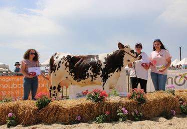 Umbrella sacrée Grande championne Vache Normande.