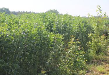 En féverole, les surfaces ont fortement progressé sur cette campagne 2024/2025, atteignant 120 000 ha.